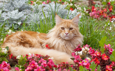 Maine Coon cat in flowerbed