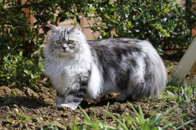 Persian cat in garden