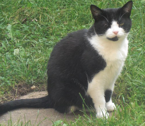 cat sitter's cat enjoying the garden