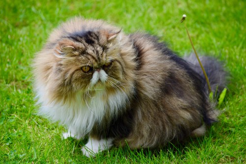 Georgie the cat sitter's cat