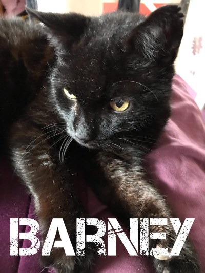 Wolverhampton cat Barney