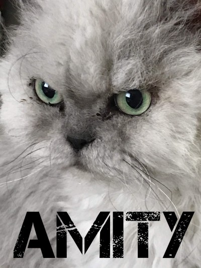 Amity Wolverhampton cat