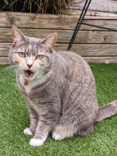 Chester cat sitting Paloma the cat