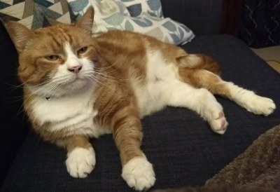 HOT Cat Rescue Diana Brimblecombe Cats Diana Brimblecombe