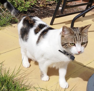 cat sitting cat in Liverpool garden