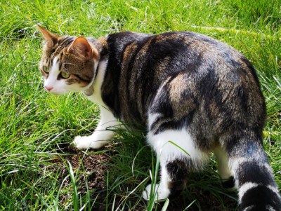 cat of Liverpool cat sitters in garden