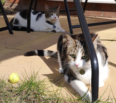 Liverpool cat sitting service for cats 