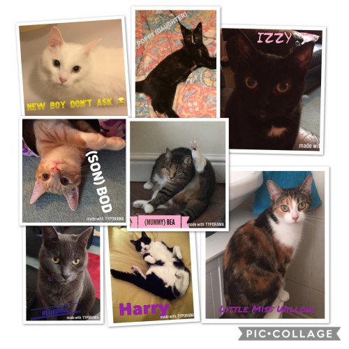 cats of Stafford cat sitter