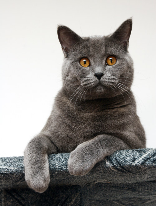 Plymouth cat sitting service Home Loving Cats Home Loving Cats